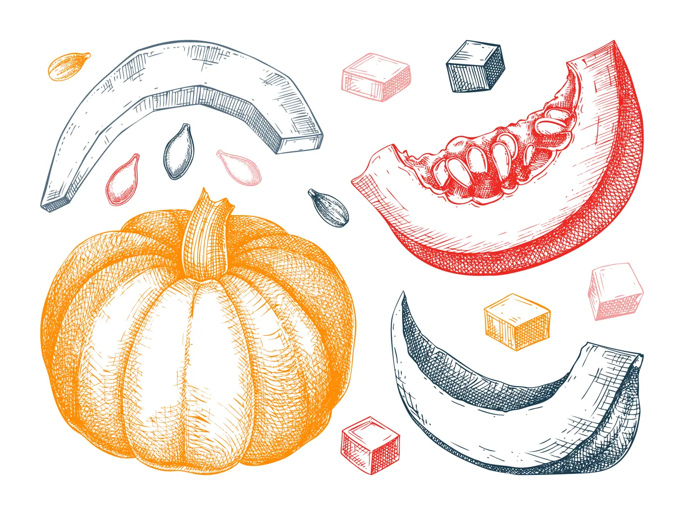 Pumpkin sketches set. Autumn vegetables hand-drawn vector illustrations. Vintage Thanksgiving day design elements in color. NOT AI generated Illustration